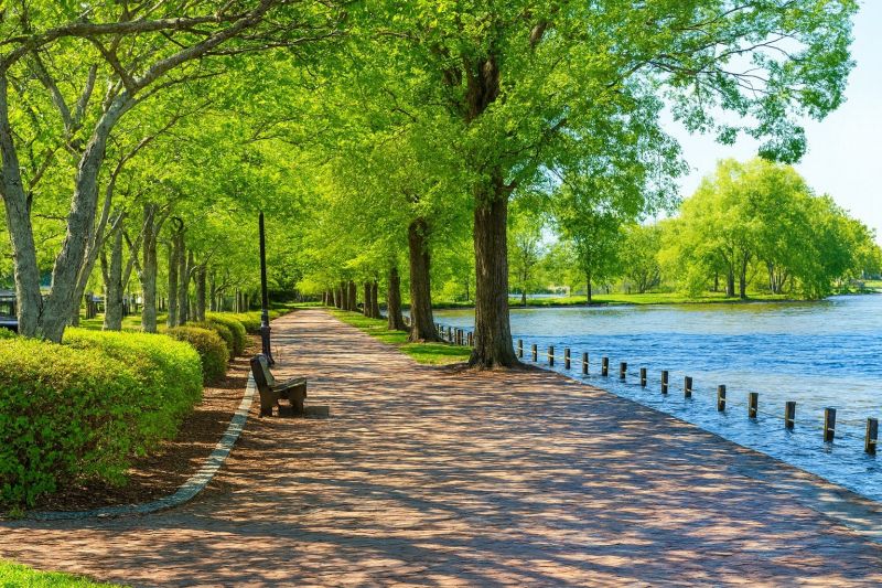 Local Damaged Roof Replacement in Locust Grove, VA